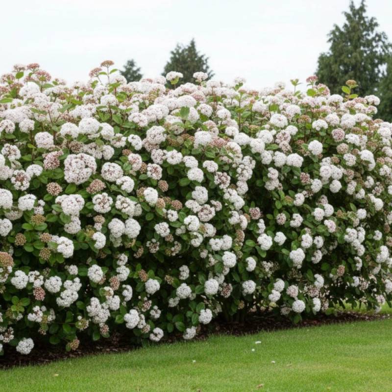 Viorne, Laurier Tin Rock 'n Rolla®, Viburnum à fleurs Blanche - feuillage Persistant - Pot de 3L - 20/40 cm- hauteur à maturité De 1,50 m à 2,00 m - Image 5