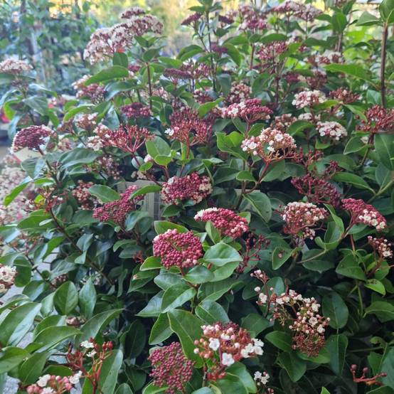 Viorne, Laurier Tin Rock 'n Rolla®, Viburnum à fleurs Blanche - feuillage Persistant - Pot de 3L - 20/40 cm- hauteur à maturité De 1,50 m à 2,00 m - Image 8