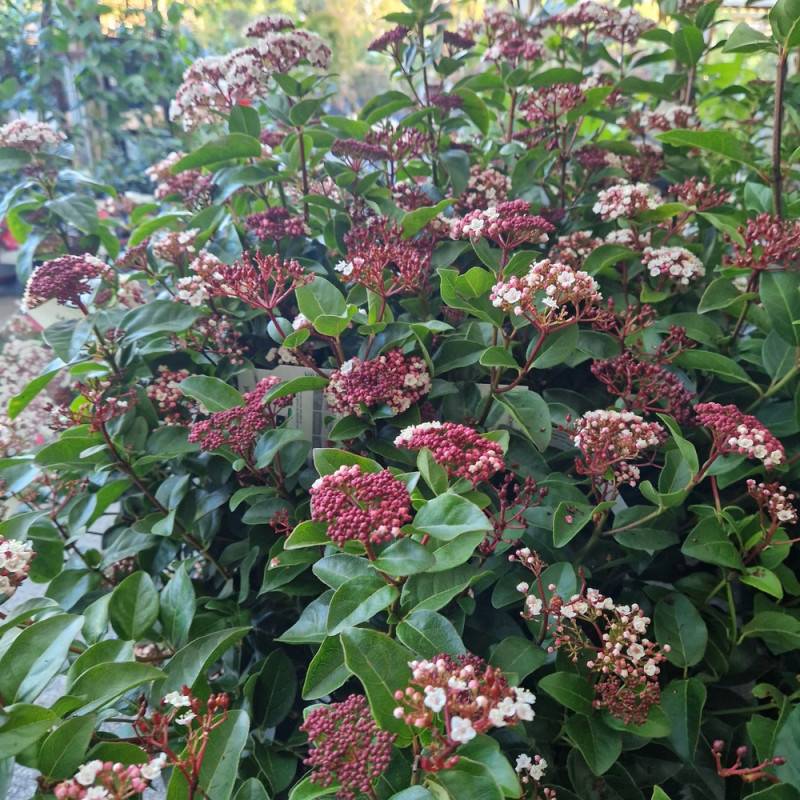 Viorne, Laurier Tin Rock 'n Rolla®, Viburnum à fleurs Blanche - feuillage Persistant - Pot de 3L - 20/40 cm-  hauteur à maturité De 1,50 m à 2,00 m - Imagen 8