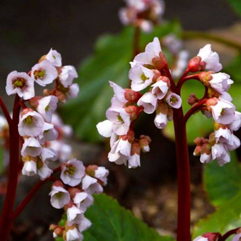 3 Bergénies à Fleurs Blanches (Bergenia 'Bressingham White') - Lot de 3 vivaces - Pépinières Naudet - Image 1