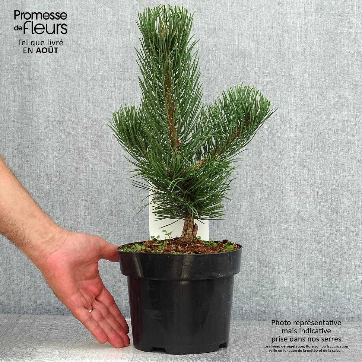Pin noir - Pinus nigra Oregon Green Pot de 2L/3L - Image 2