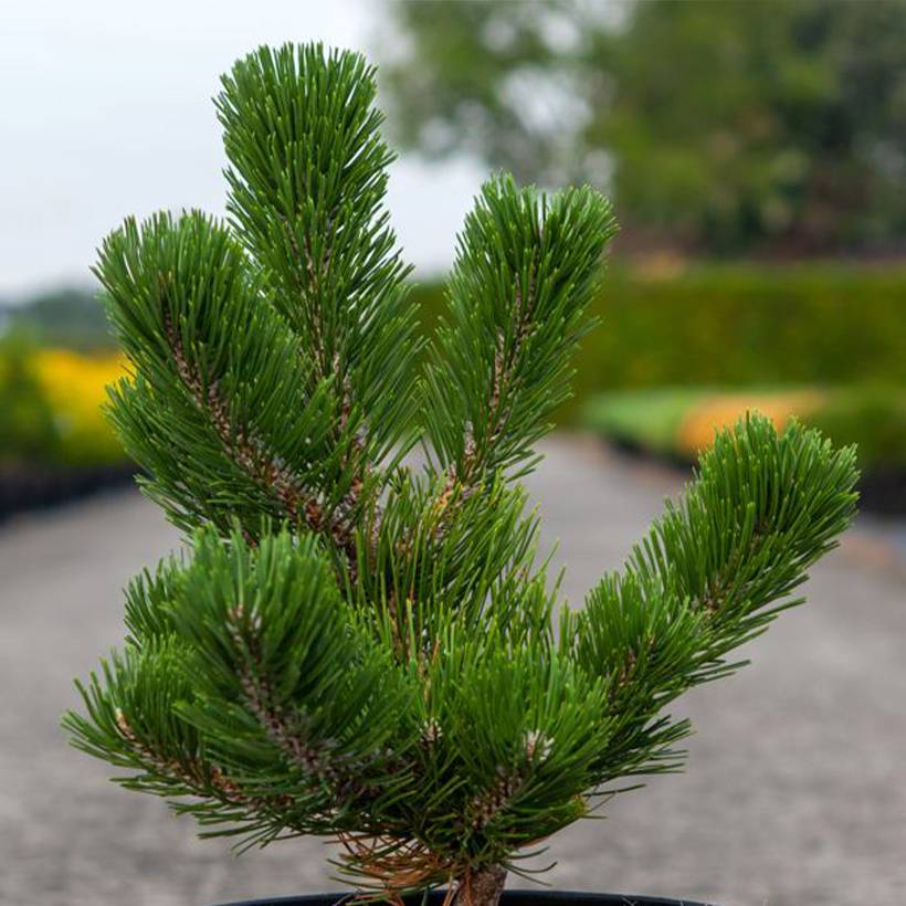 Pin noir - Pinus nigra Oregon Green Pot de 2L/3L - Image 1