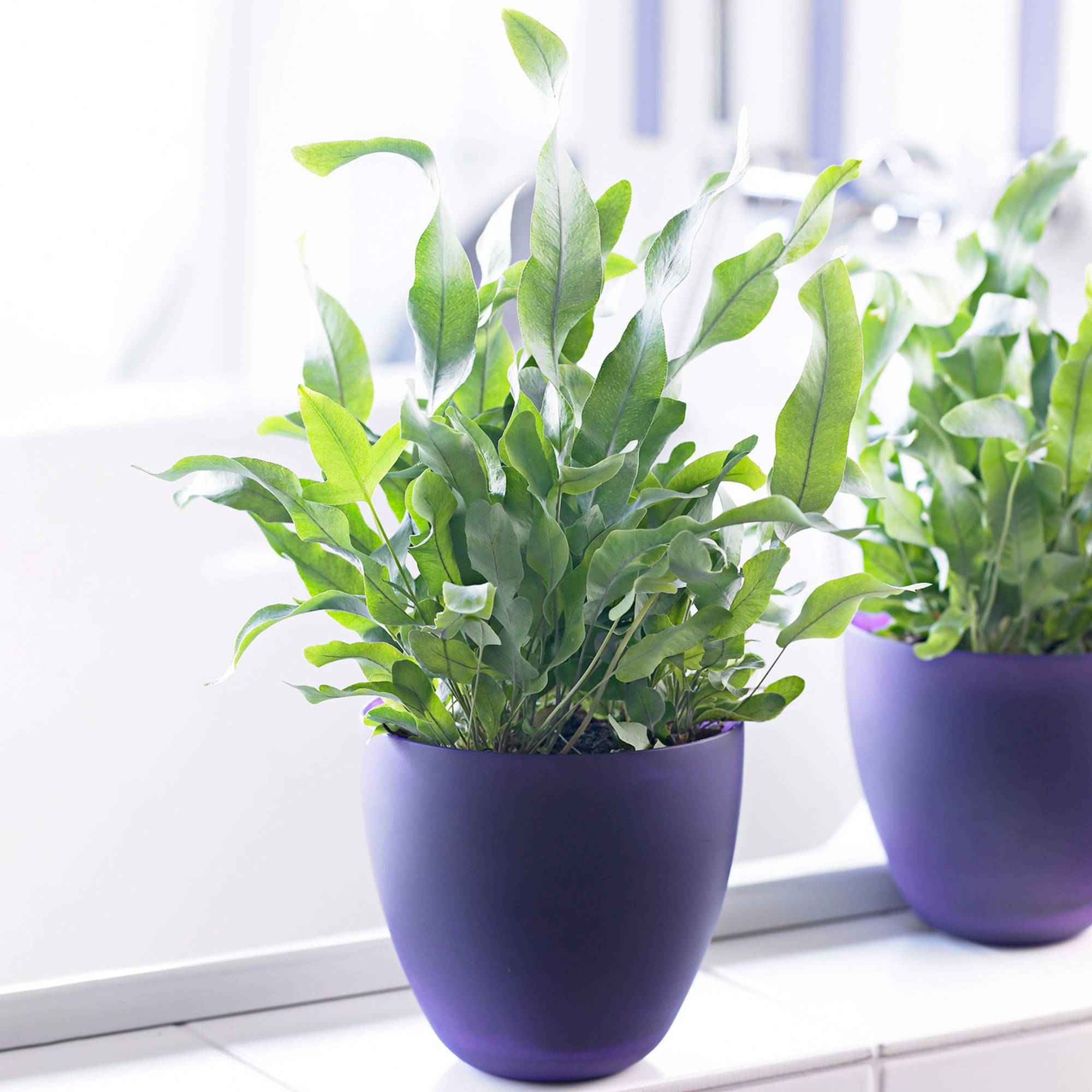 Gardenersdream - Cadeau Plante Phlebodium Blue Star | Superbe Fougère D'Intérieur (De 25 À 35 Cm Pot Inclus) - GardenersDream - Image 1