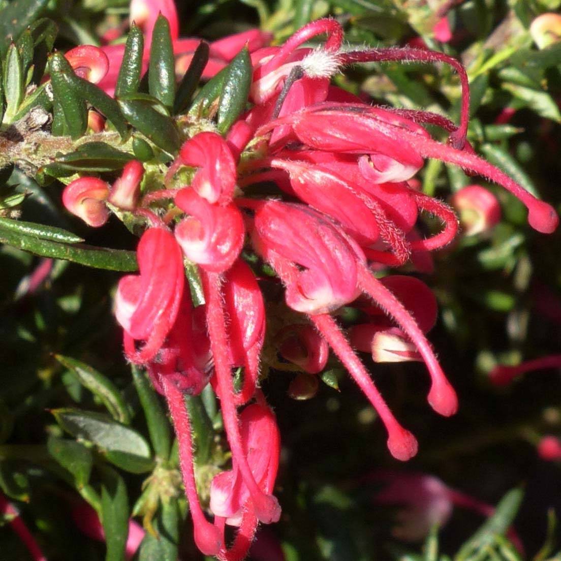 Promesse de Fleurs - Grevillea Poorinda Rondeau - Grévillier Pot de 3L/4L, Buisson, Touffe