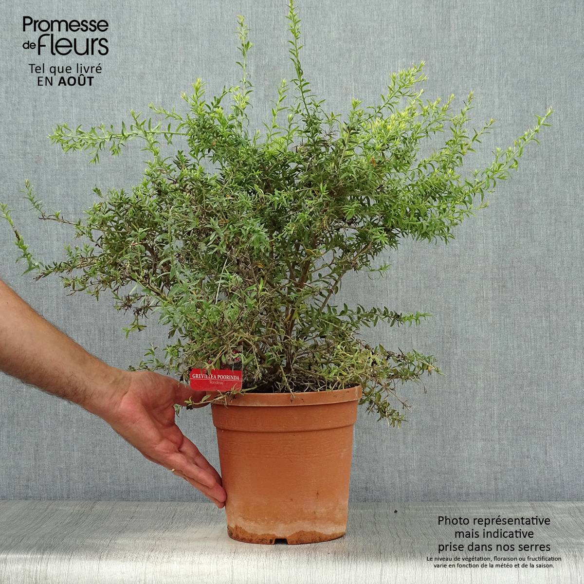 Promesse de Fleurs - Grevillea Poorinda Rondeau - Grévillier Pot de 3L/4L, Buisson, Touffe - Image 2