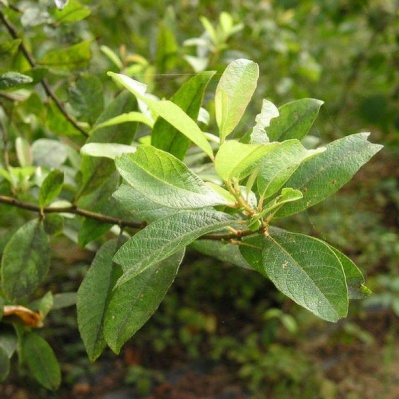 Saule marsault (Salix caprea) - Godet - Taille 20/40cm - Pépinières Naudet - Imagen 1