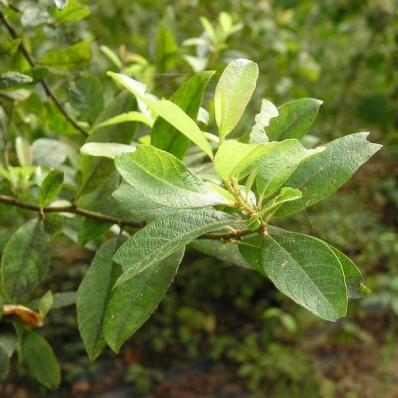 Saule marsault (Salix caprea) - Godet - Taille 20/40cm - Pépinières Naudet - Imagen 3
