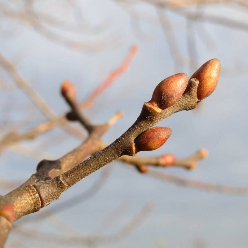 Saule marsault (Salix caprea) - Godet - Taille 20/40cm - Pépinières Naudet - Imagen 2
