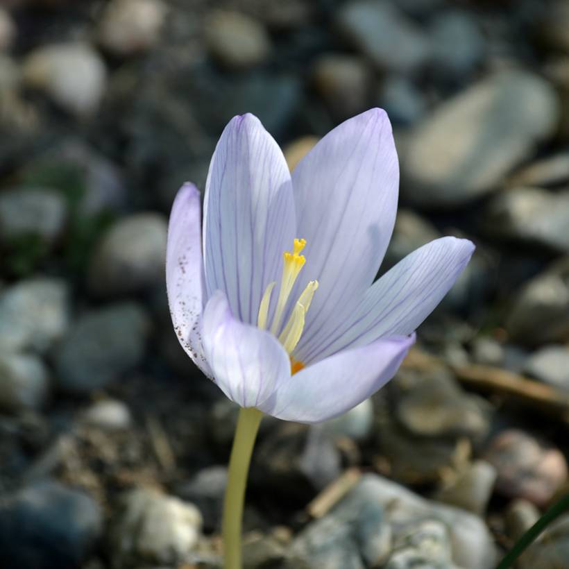 Promesse de Fleurs - Crocus botanique kotschyanus - Crocus d'automne Bulbe calibre 8+ (par 15)