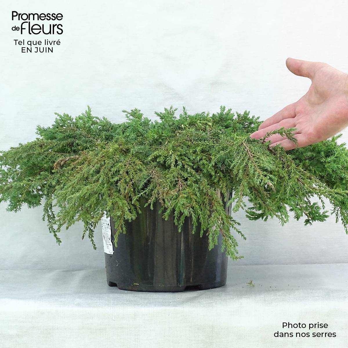 Promesse de Fleurs - Genévrier commun - Juniperus communis Green Carpet    Pot de 7,5L/10L - Image 2