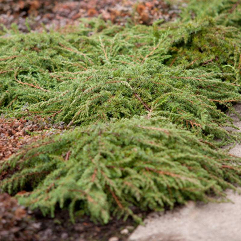 Promesse de Fleurs - Genévrier commun - Juniperus communis Green Carpet    Pot de 7,5L/10L - Image 1