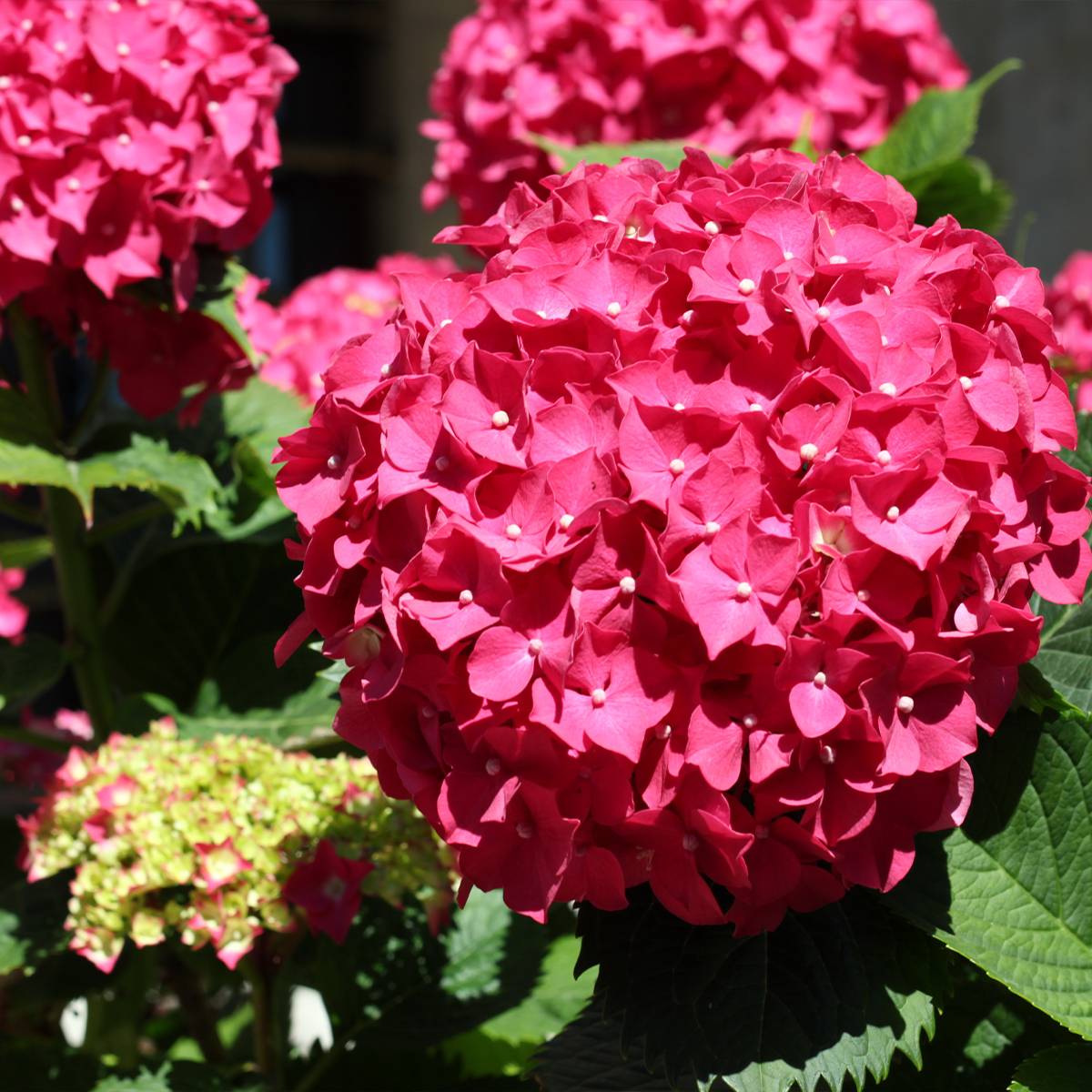 Hortensia - Hydrangea macrophylla Deutschland Pot de 2L/3L - Image 1