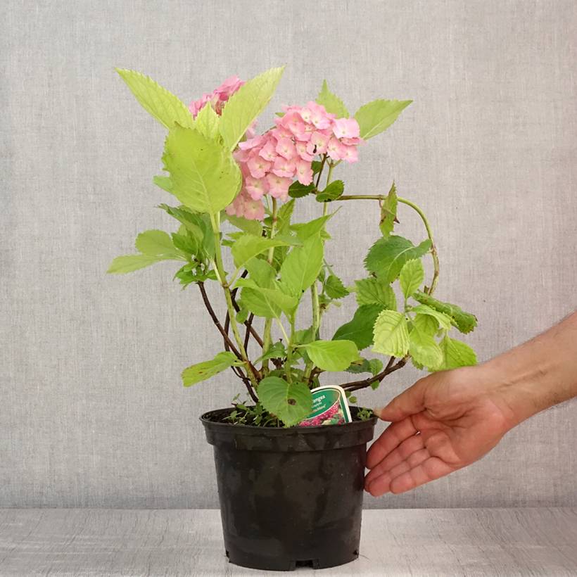 Hortensia - Hydrangea macrophylla Deutschland Pot de 2L/3L - Image 2