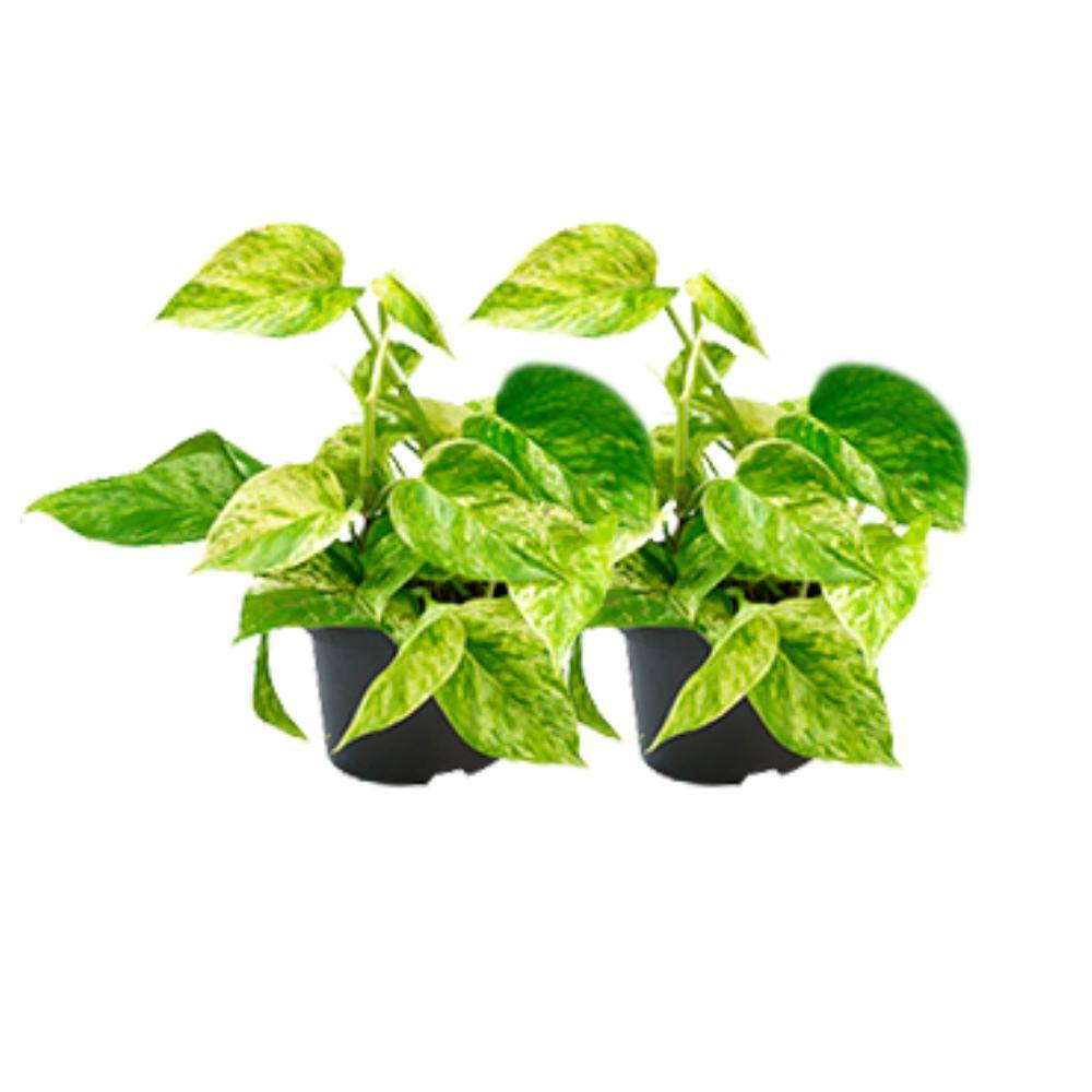 Epipremnum Marble Queen