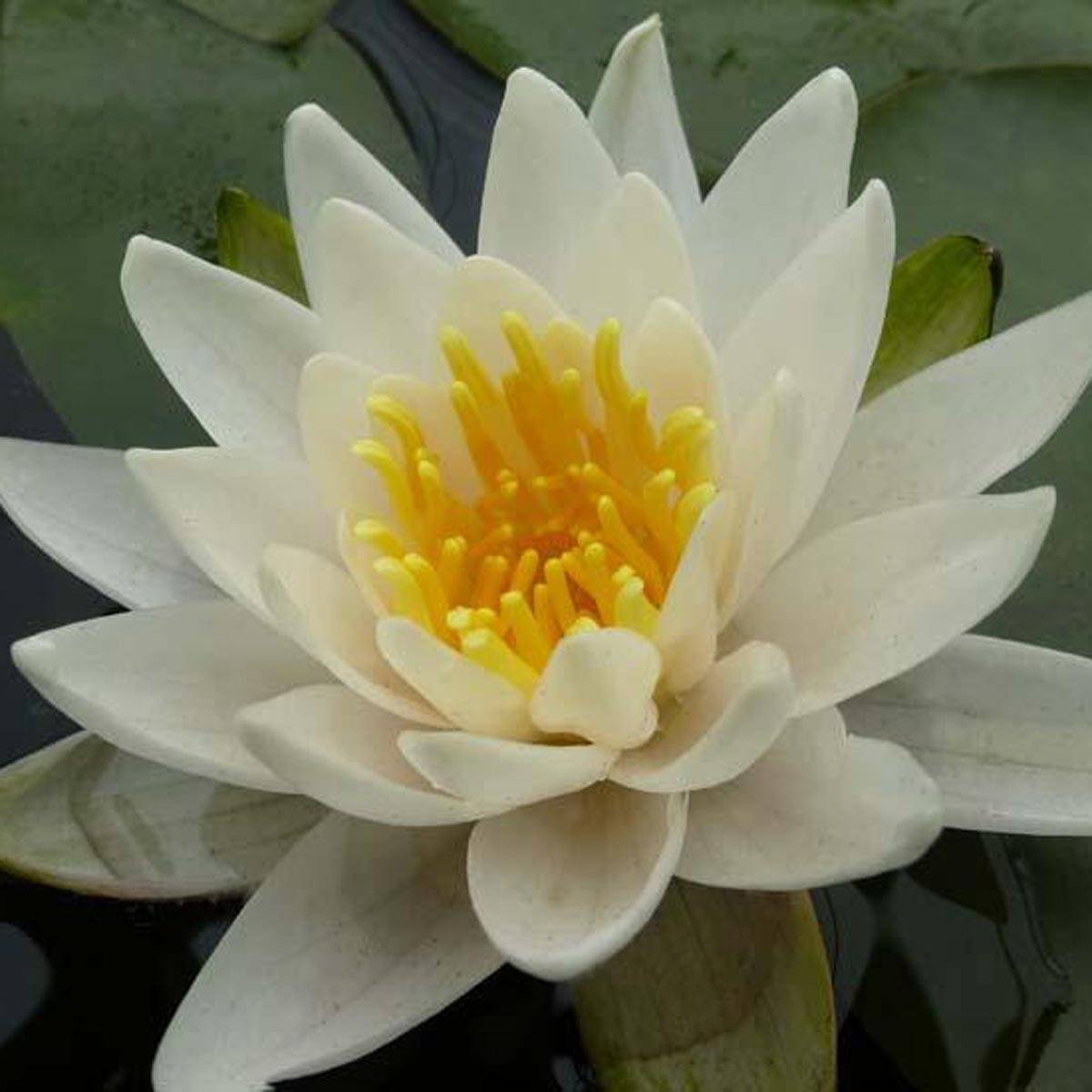 Nymphaea tetragona - Nénuphar nain blanc Pot de 1L/1,5L