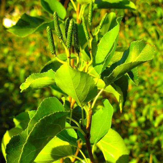 Aulne de Corse (Alnus cordata) - Godet - Taille 13/25cm - Pépinières Naudet - Imagen 1