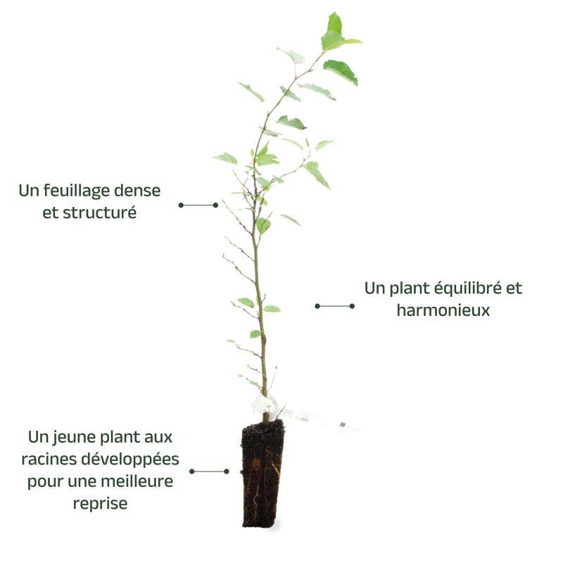 Aulne de Corse (Alnus cordata) - Godet - Taille 13/25cm - Pépinières Naudet - Imagen 3