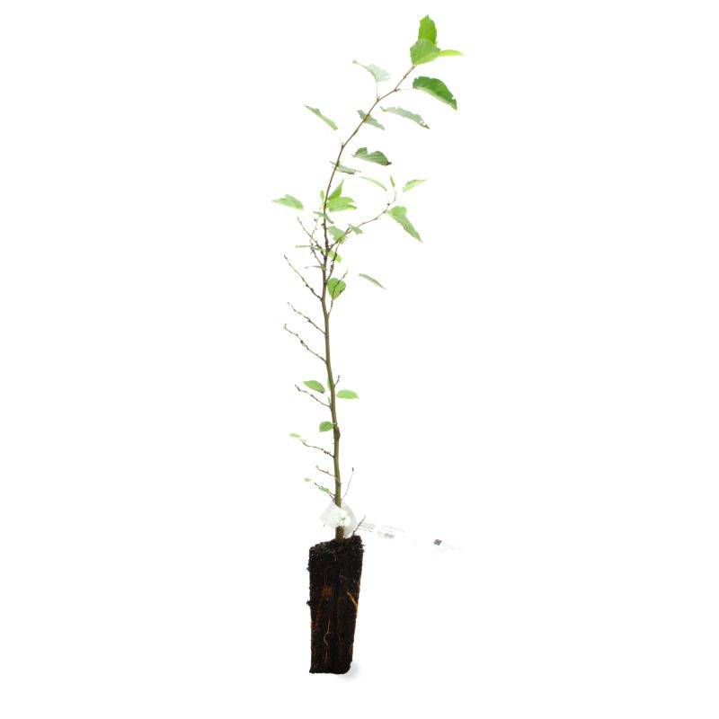 Aulne de Corse (Alnus cordata) - Godet - Taille 13/25cm - Pépinières Naudet - Imagen 2