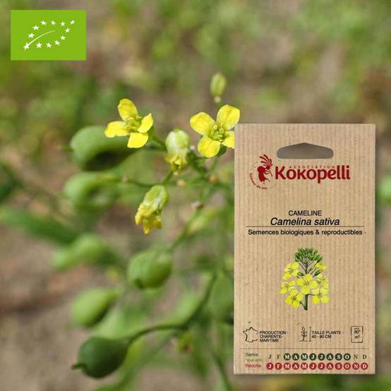 Caméline cultivée- Graines bio à semer - Image 1