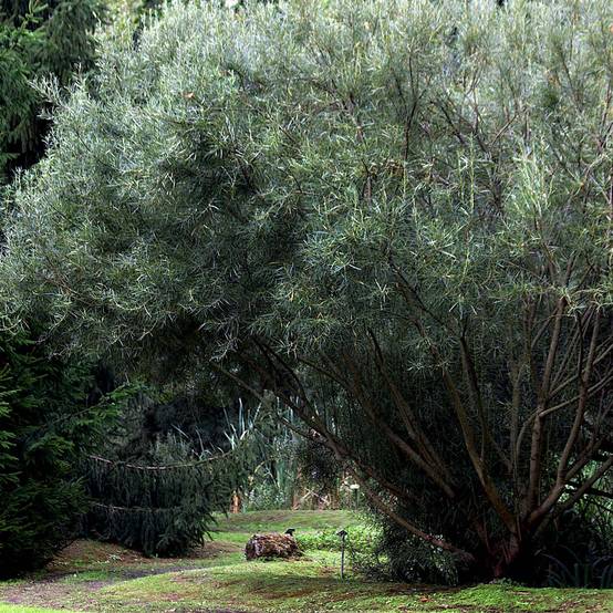 Salix rosmarinifolia - Saule romarin en pot de 2/3L - Image 1