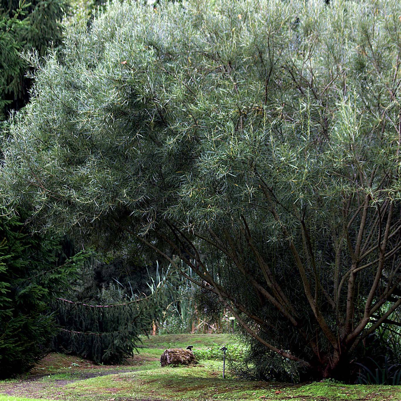 Salix rosmarinifolia - Saule romarin en pot de 2/3L - Image 1