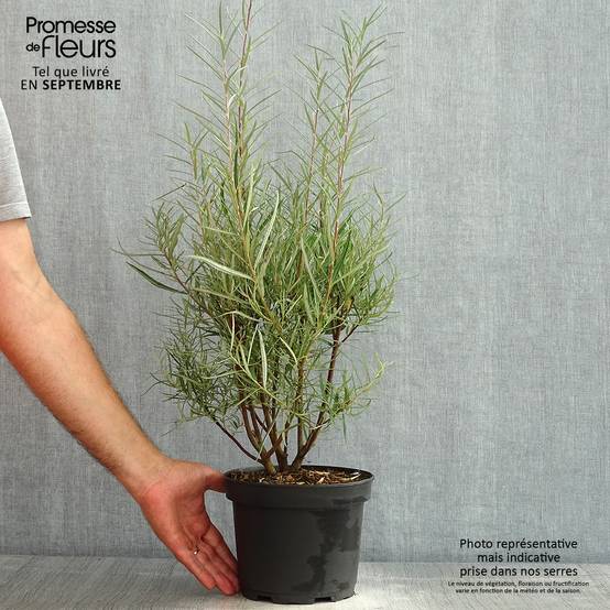 Salix rosmarinifolia - Saule romarin en pot de 2/3L - Image 2