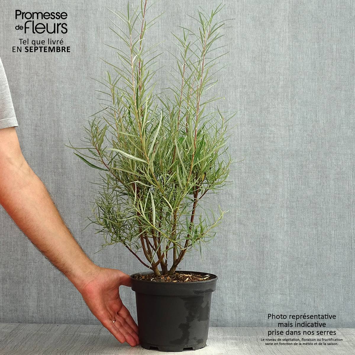 Salix rosmarinifolia - Saule romarin en pot de 2/3L - Image 2