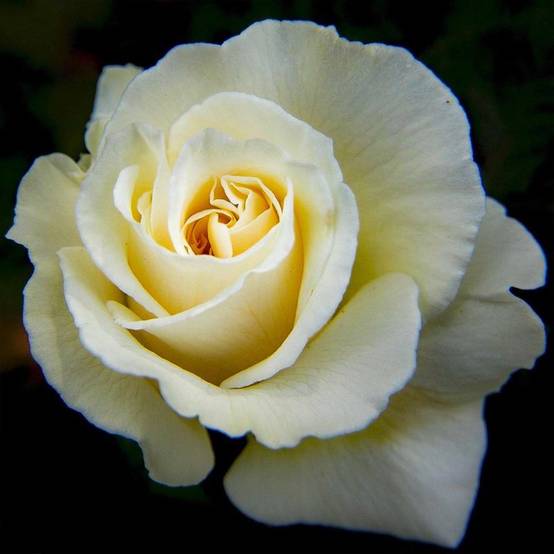 Rosier 'Anastasia' - Conteneur 3L - Pépinières Naudet - Image 1