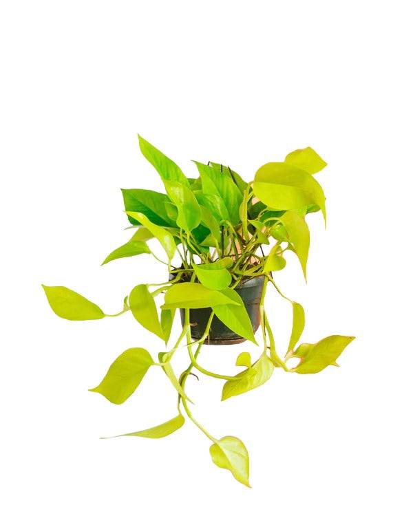 Pothos Neon Gold 25cm - Plante d'intérieur- La Green Touch