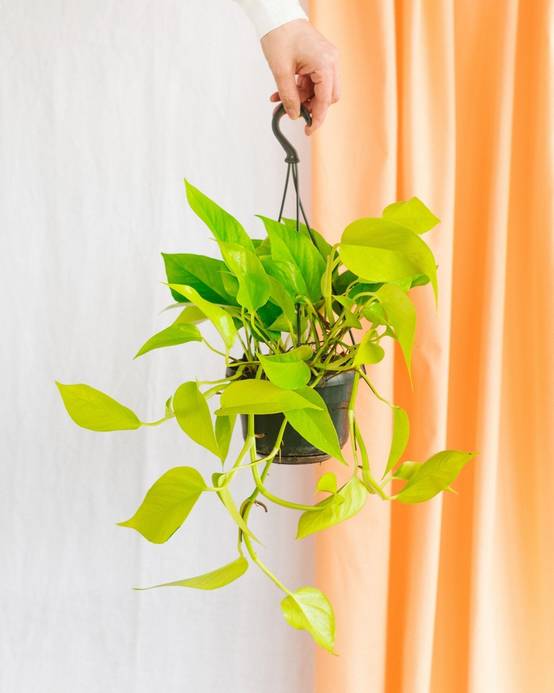 Pothos Neon Gold 25cm - Plante d'intérieur- La Green Touch - Image 2