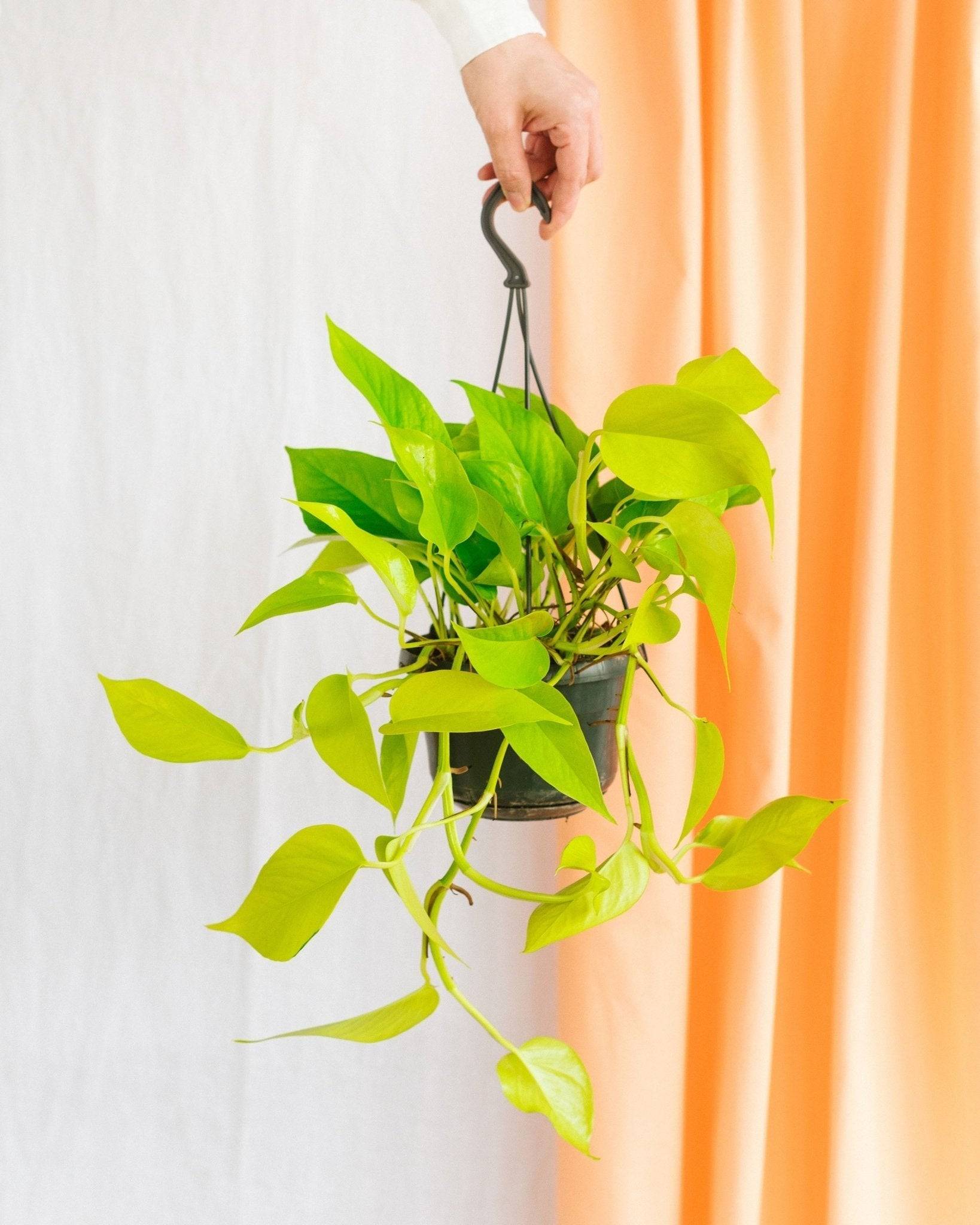 Pothos Neon Gold 25cm - Plante d'intérieur- La Green Touch - Image 2