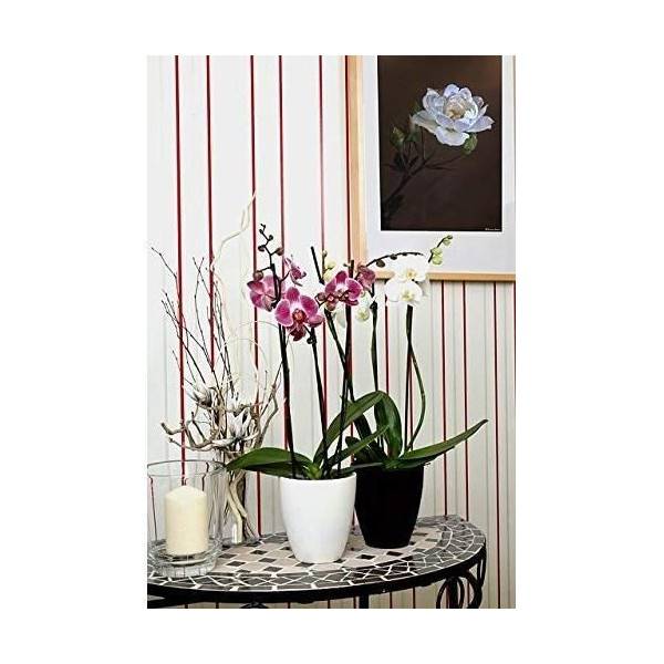 Or Brun - Or Brun-terreau Orchidees 4l - Imagen 4