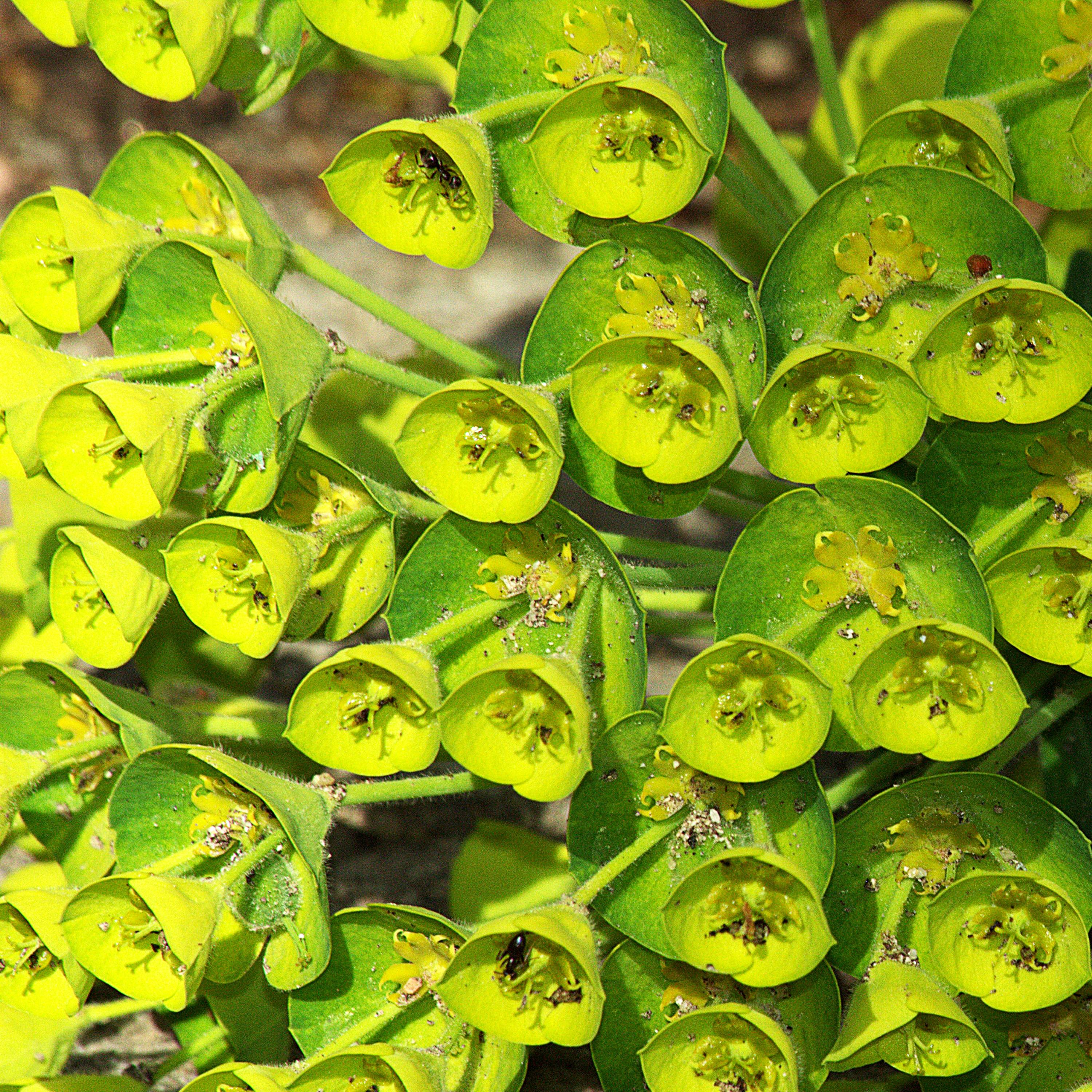 Euphorbe characias Blue Wonder Godet de 8/9 cm