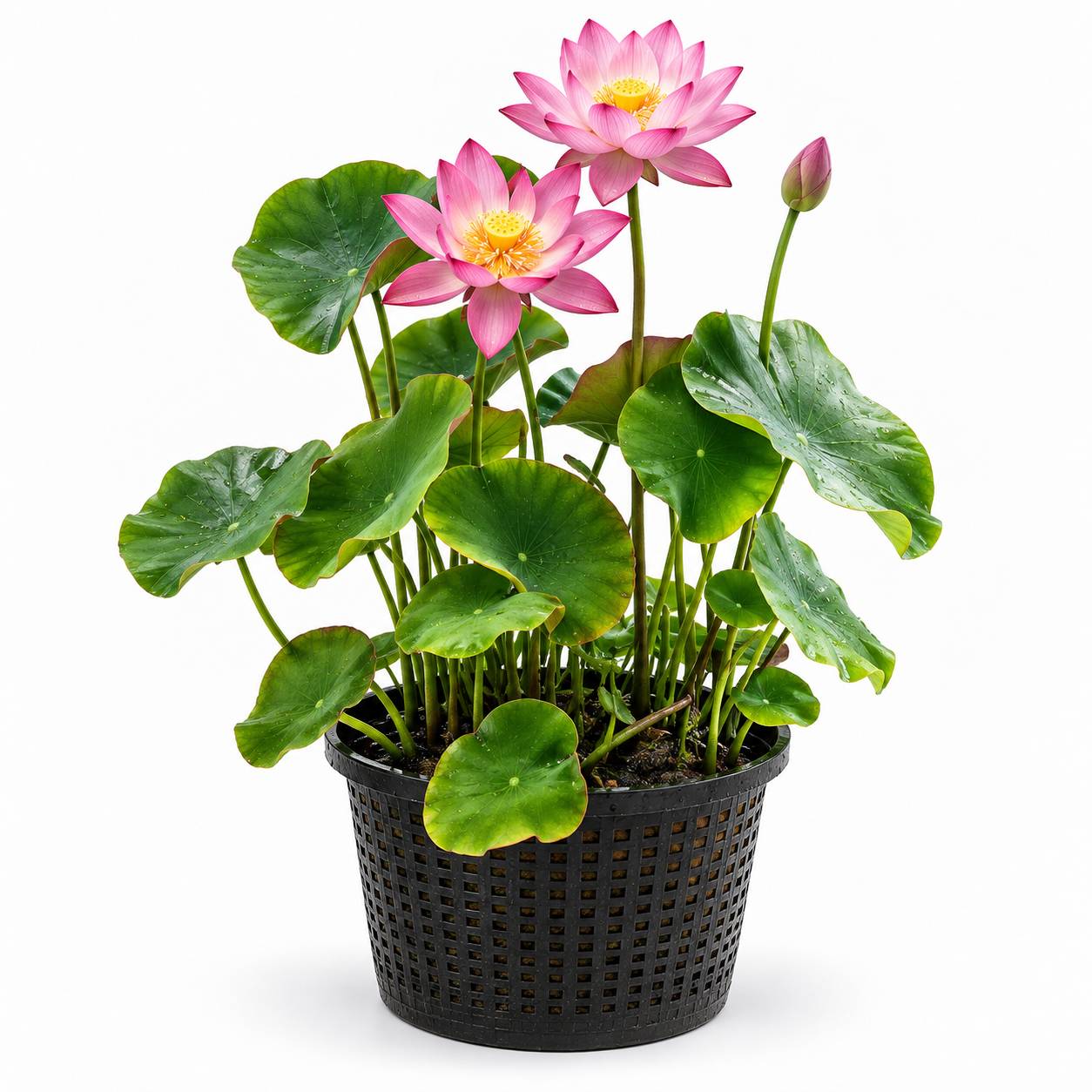 Lotus rose - Nelumbo nucifera - Lot de 2 avec panier - Image 1