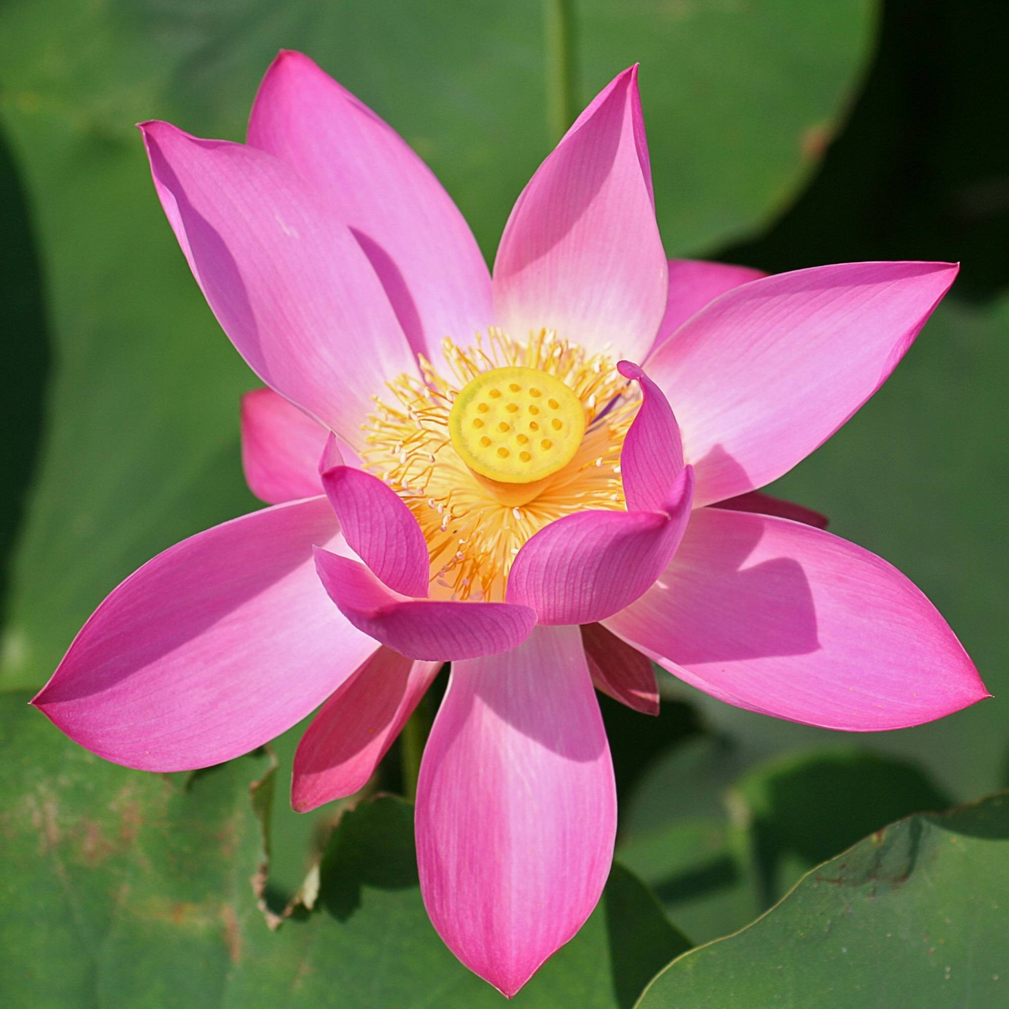 Lotus rose - Nelumbo nucifera - Lot de 2 avec panier - Image 3