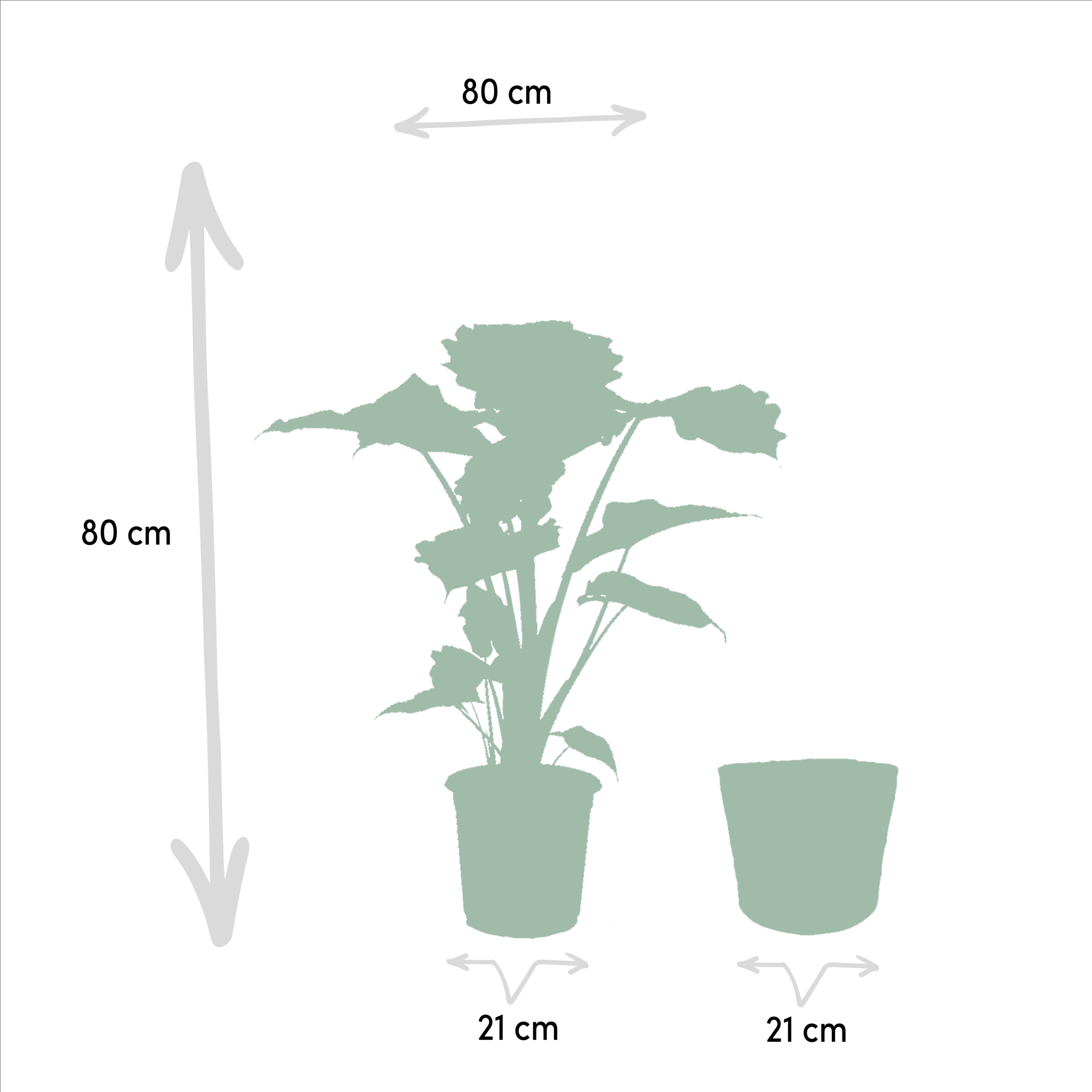 La Green Touch - Alocasia Portodora et son panier en osier 80cm - Plante d'intérieur- La Green Touch - Imagen 5
