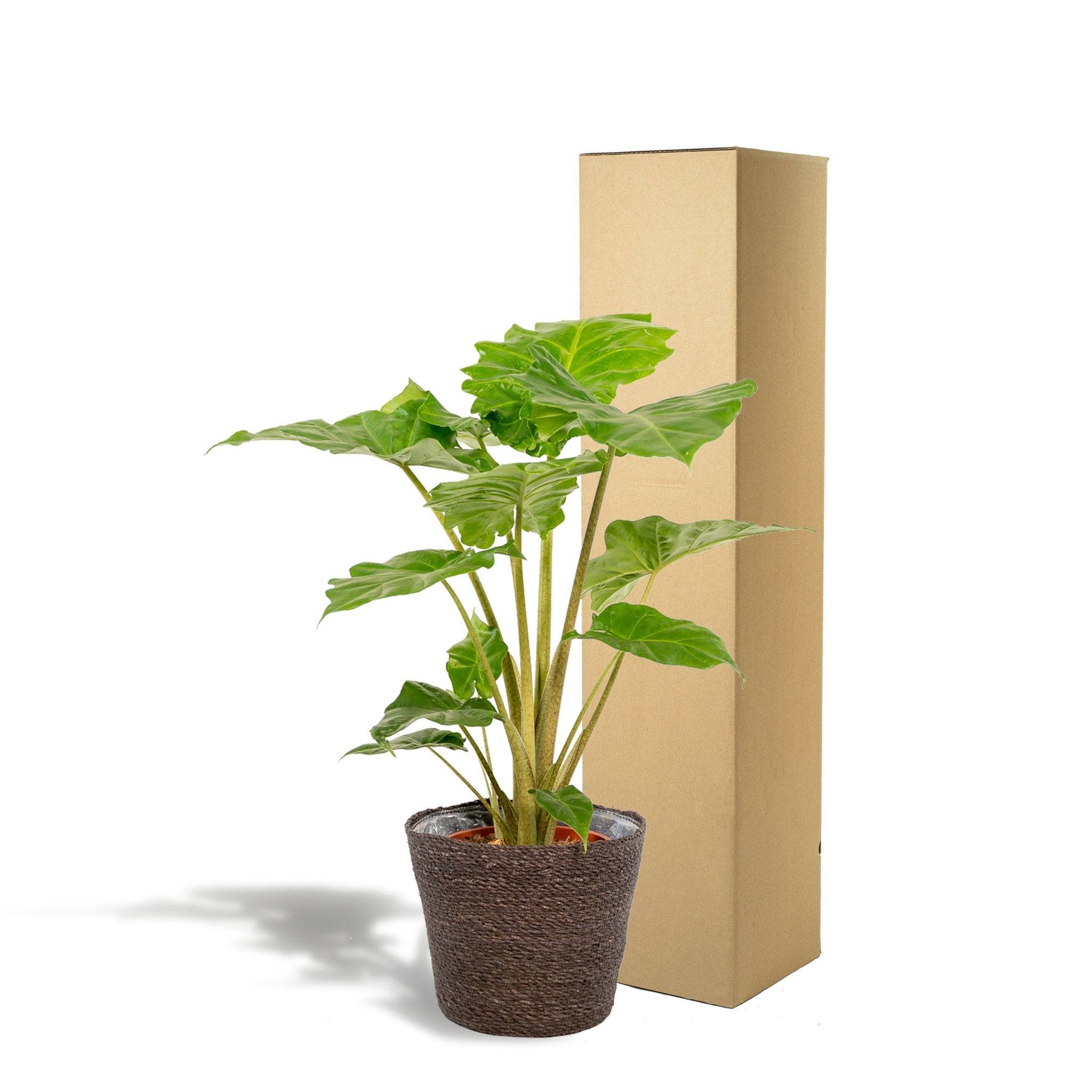 La Green Touch - Alocasia Portodora et son panier en osier 80cm - Plante d'intérieur- La Green Touch - Imagen 6