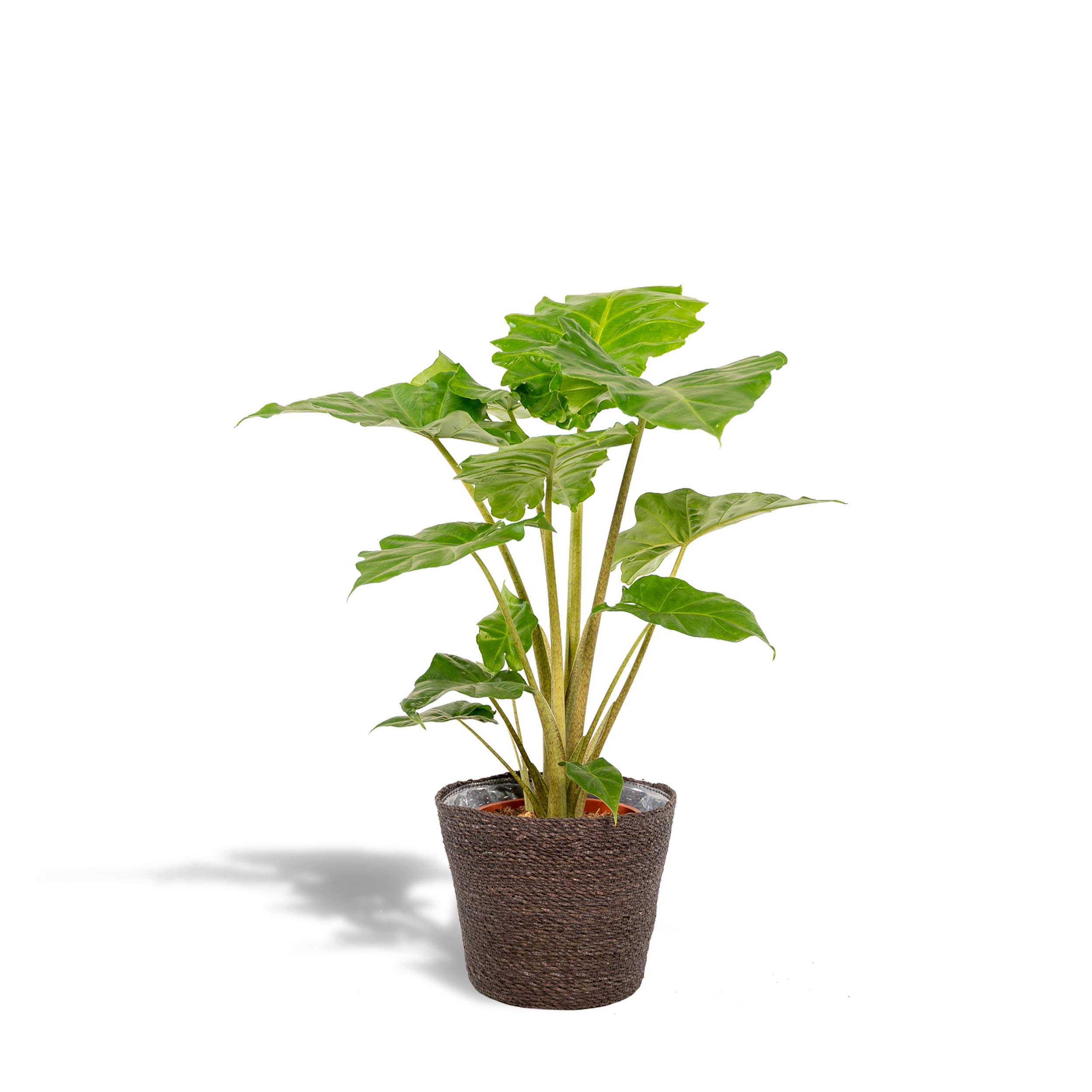 La Green Touch - Alocasia Portodora et son panier en osier 80cm - Plante d'intérieur- La Green Touch - Imagen 1