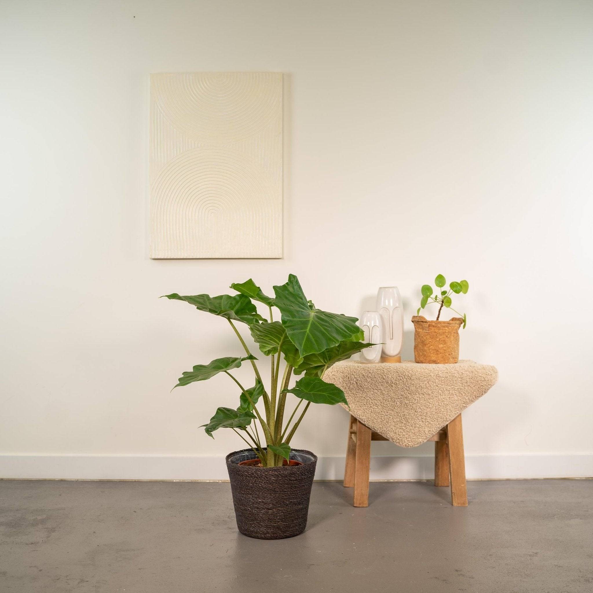 La Green Touch - Alocasia Portodora et son panier en osier 80cm - Plante d'intérieur- La Green Touch - Imagen 3