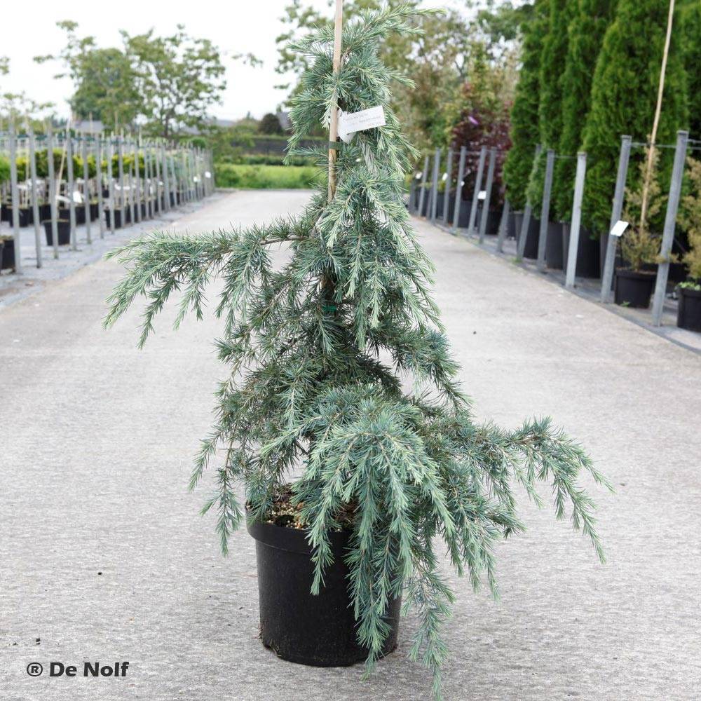 Cèdre de l'Himalaya Feeling Blue - Cedrus deodara  Pot de 3L/4L