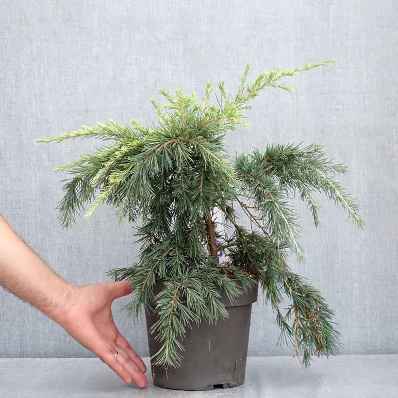 Promesse de Fleurs - Cèdre de l'Himalaya Feeling Blue - Cedrus deodara Pot de 3L/4L - Image 2