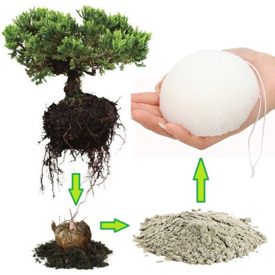 Sun&Sia - Éponge Konjac XL 100% Naturelle – Nettoie en Profondeur et en Douceur - Soin et Routine Beauté Naturel-Tous Types de Peau - Image 2