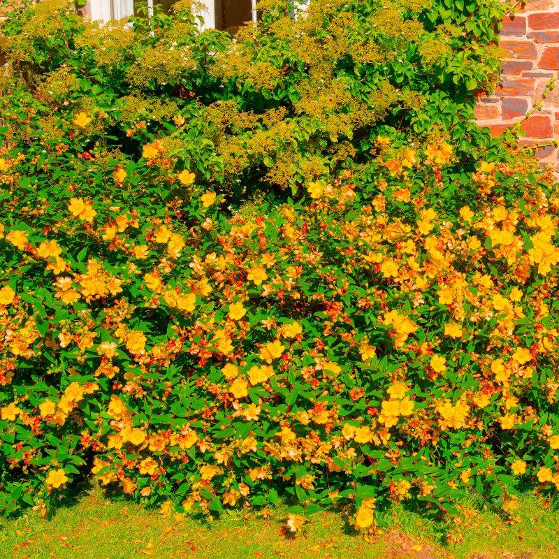 20 Millepertuis Arbustif 'Hidcote' (Hypericum 'Hidcote') - Haie Basse de Millepertuis Arbustif -  - Pépinières Naudet - Imagen 2