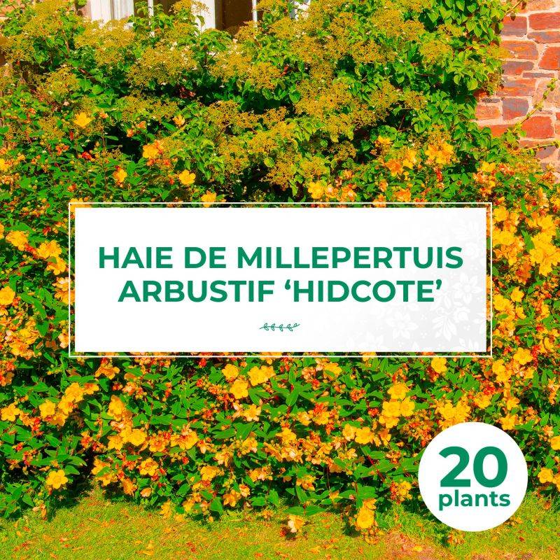 20 Millepertuis Arbustif 'Hidcote' (Hypericum 'Hidcote') - Haie Basse de Millepertuis Arbustif -  - Pépinières Naudet - Imagen 1