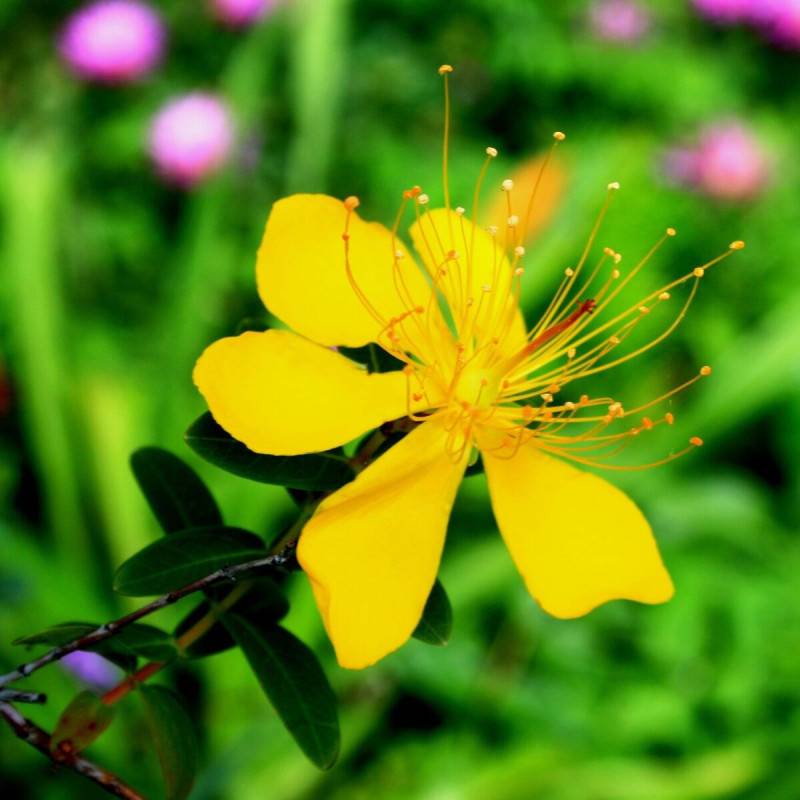 Millepertuis Gemo, Hypericum à fleurs Jaune - feuillage Persistant - Pot de 5L - 40/60 cm-  hauteur à maturité De 1,00 m à 1,50 m - Imagen 5