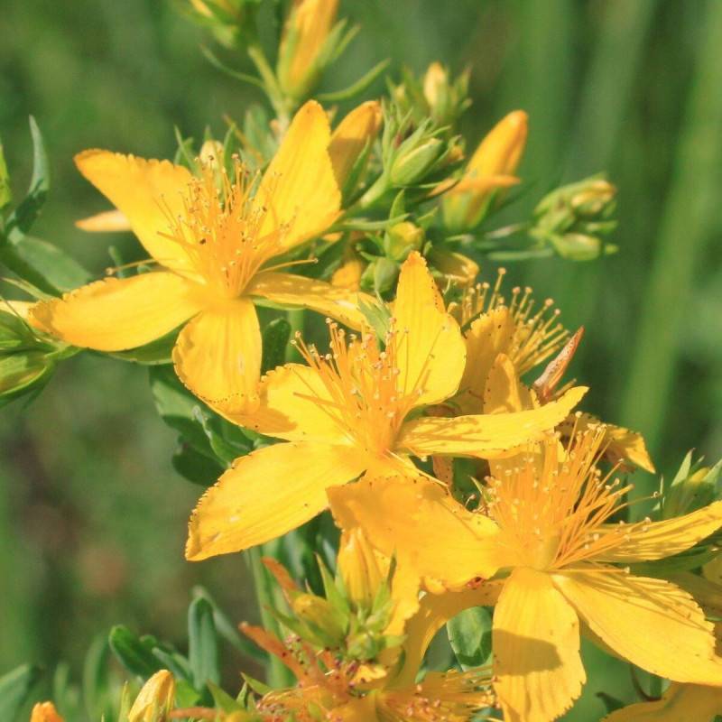 Millepertuis Gemo, Hypericum à fleurs Jaune - feuillage Persistant - Pot de 5L - 40/60 cm-  hauteur à maturité De 1,00 m à 1,50 m - Imagen 6