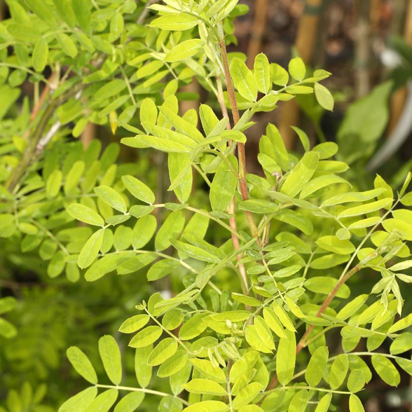 Promesse de Fleurs - Caragana arborescens Lutescens - Caraganier de Sibérie Pot de 4L/5L, Tige