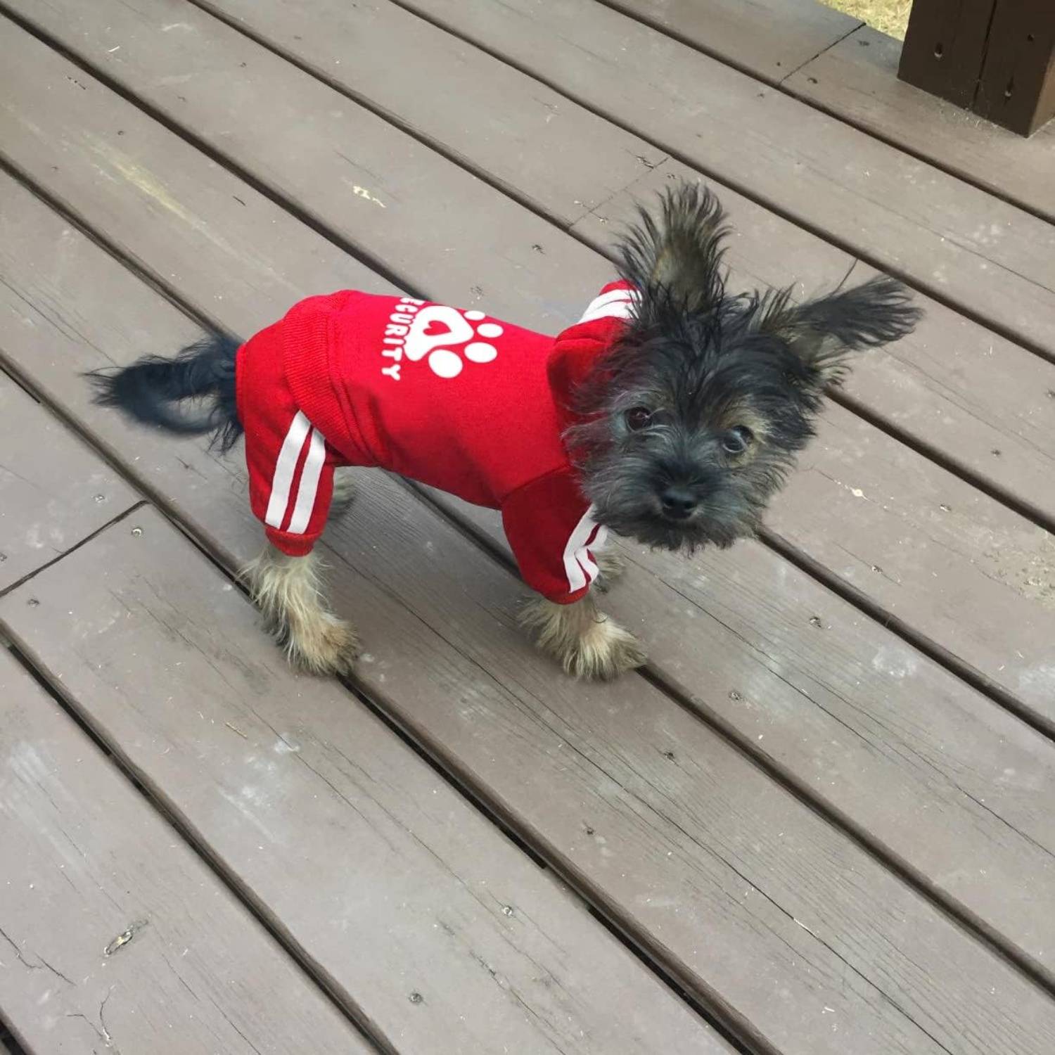 DtopbuyAge - Veste Chaude Capuche pour Petit Chien  DtopbuyAge - Image 5