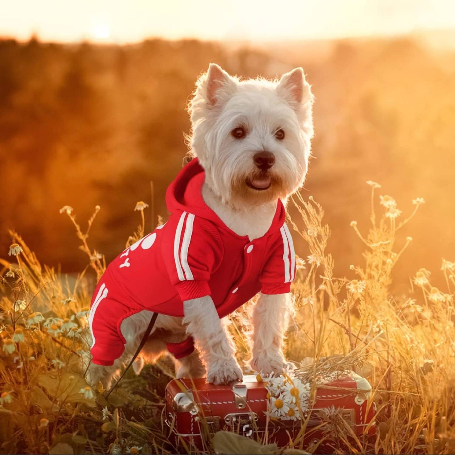 DtopbuyAge - Veste Chaude Capuche pour Petit Chien  DtopbuyAge - Image 4