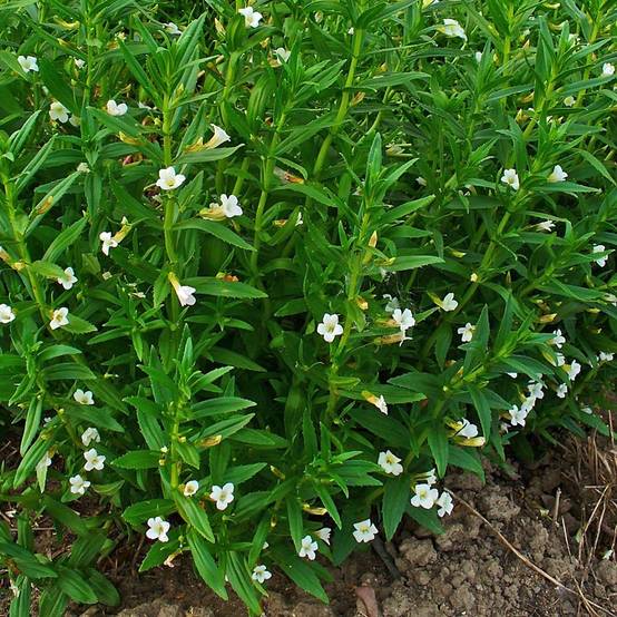 Gratiole officinale - Gratiola officinalis Godet de 8/9 cm